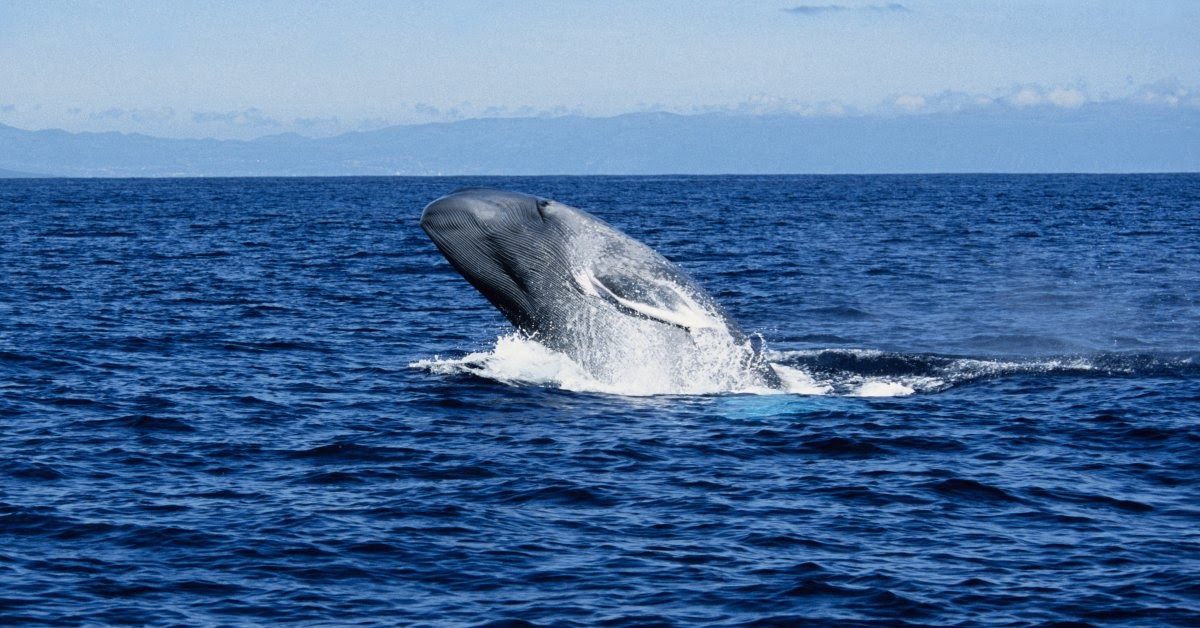 The Best Places In The World For Whale Watching