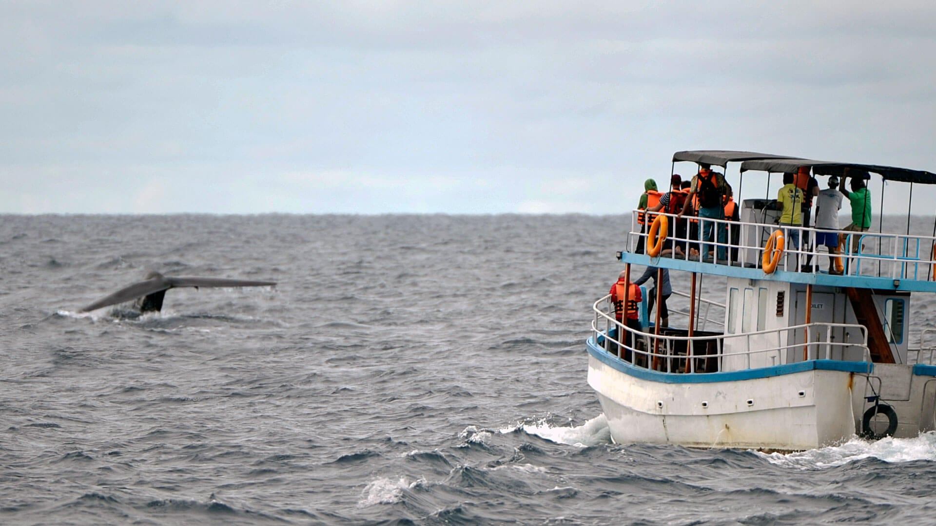 The Best Places In The World For Whale Watching