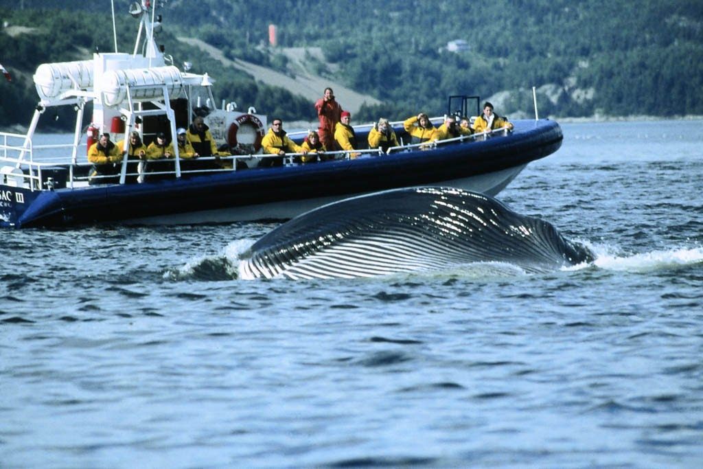 The Best Places In The World For Whale Watching