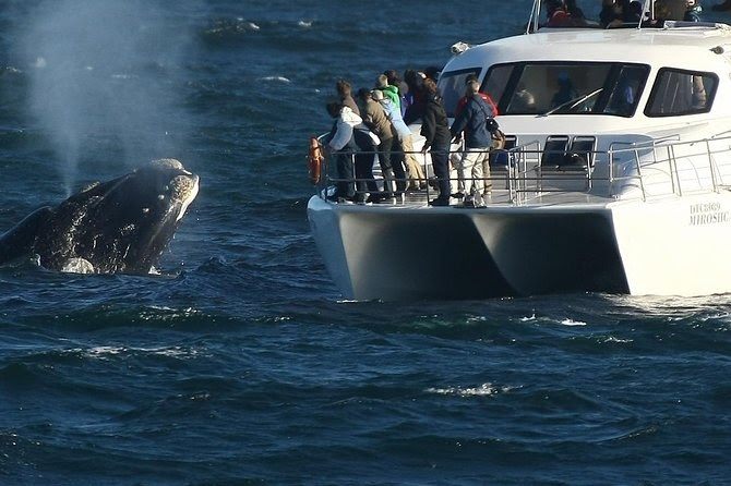 The Best Places In The World For Whale Watching