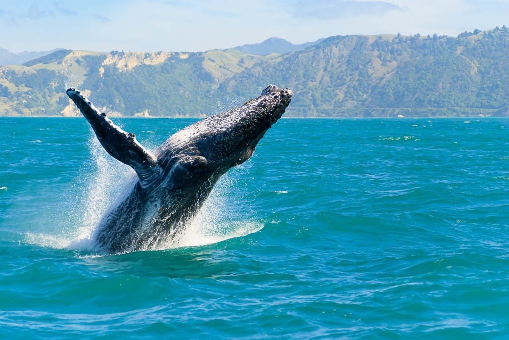 The Best Places In The World For Whale Watching