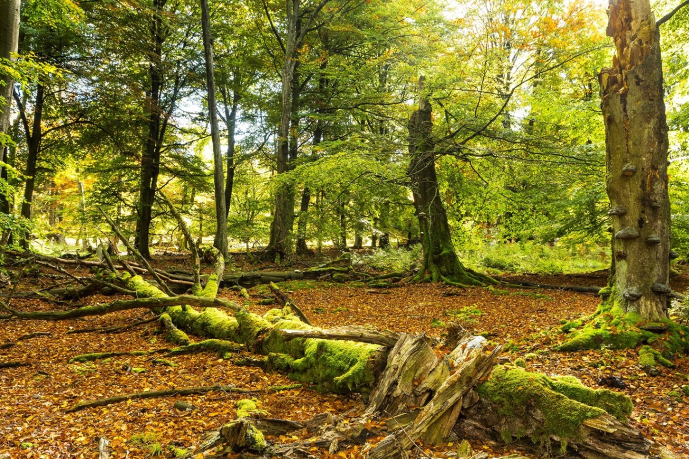 Discover These Beautiful National Parks in Germany